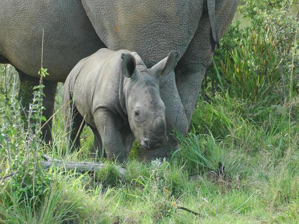 Pumba Water Lodge - Wildlife2